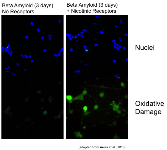 Beta amyloid neurotoxicity